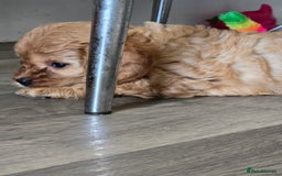 Cavapoo dogs for sale: REDUCED AMAZING F1 cavapoo puppies  - Image 8