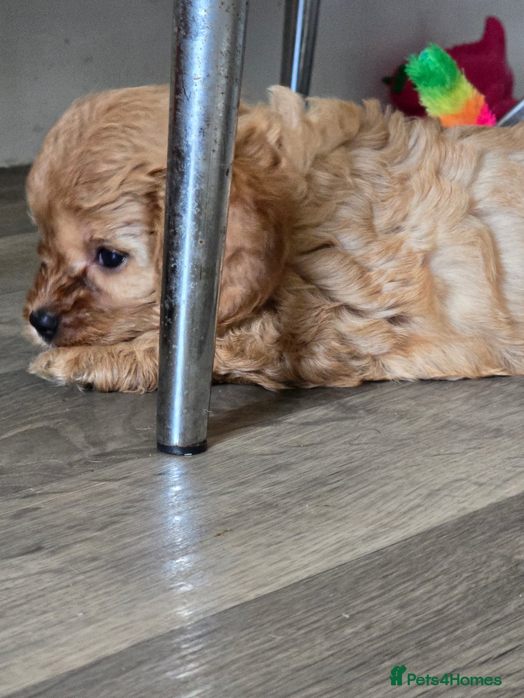 Cavapoo dogs for sale: REDUCED AMAZING F1 cavapoo puppies  - Image 8