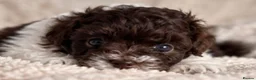 Toy Poodle dogs for sale: 🤎🍫 Exceptional Asian Teddy Bears 🧸🤎 - Advert 35