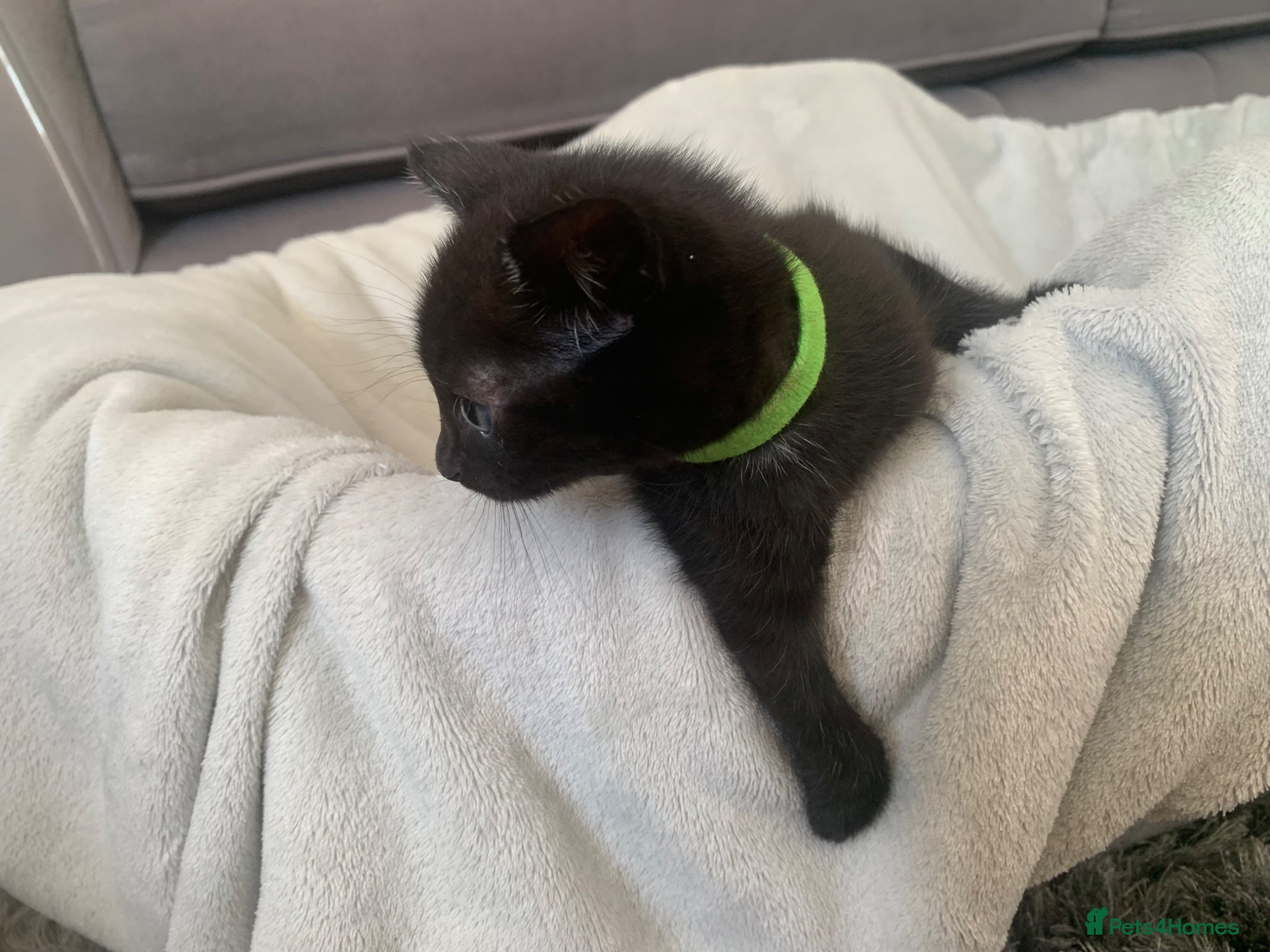 Mixed Breed cats Gorgeous mixed kittens  - Advert 1