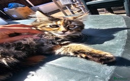Maine Coon cats for sale: Maine coon × Siberian - Image 6