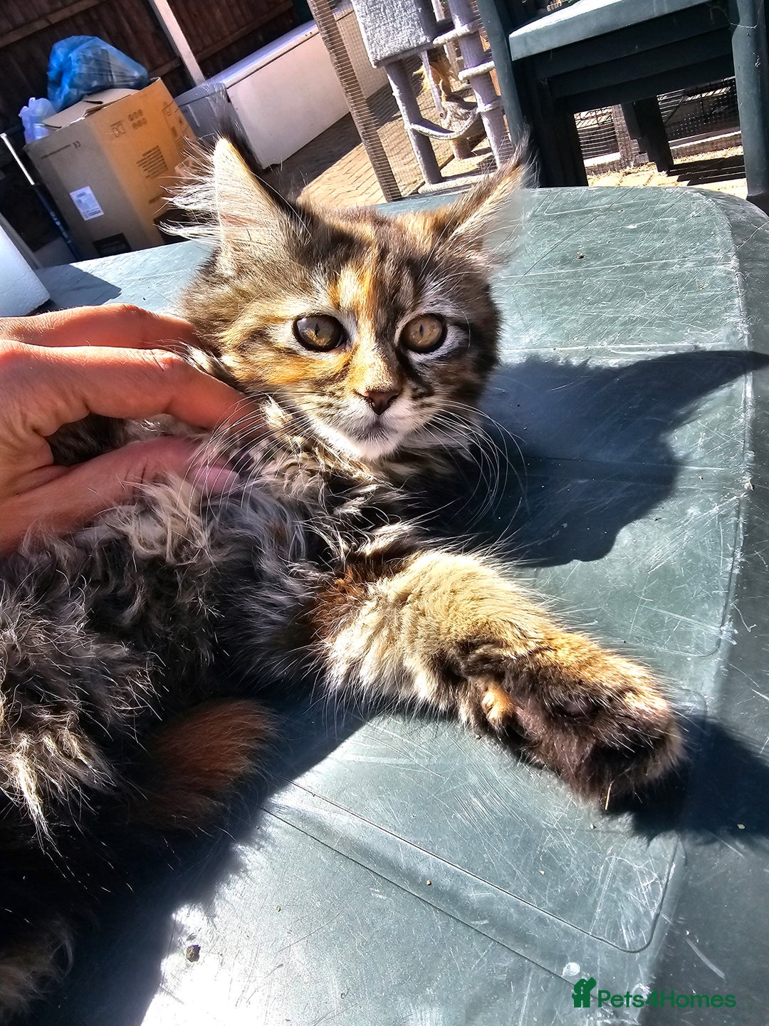 Maine Coon cats for sale: Maine coon × Siberian - Image 6