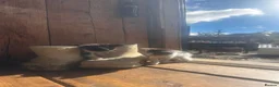 Ragdoll cats for sale: Ragdoll x with village tom - Advert 17