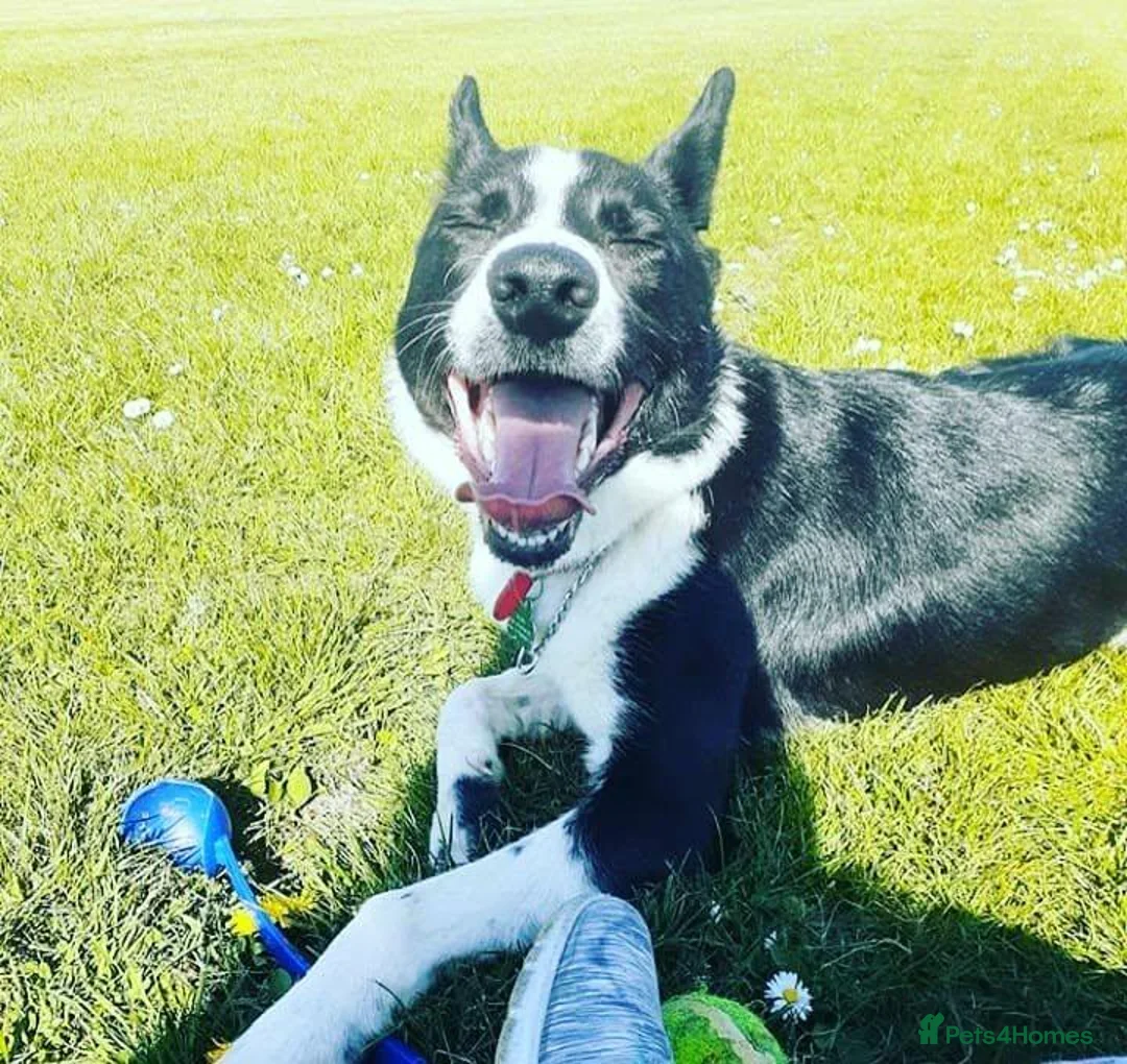 Border Collie dogs for sale: Murphy  in Swansea - Advert 2