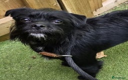 Patterjack dogs for adoption: Rocco is a gorgeous young Patterjack - Image 5