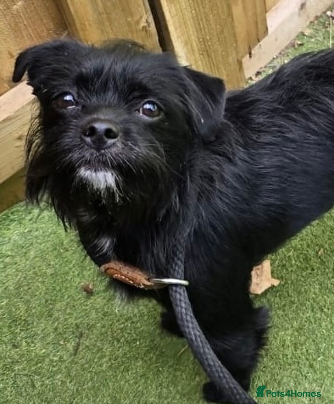 Patterjack dogs for adoption: Rocco is a gorgeous young Patterjack - Image 5
