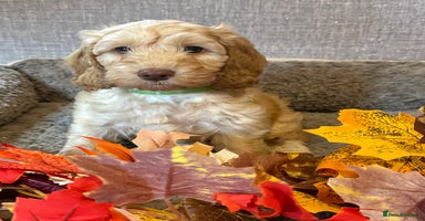 Cockapoo dogs - Advert 11