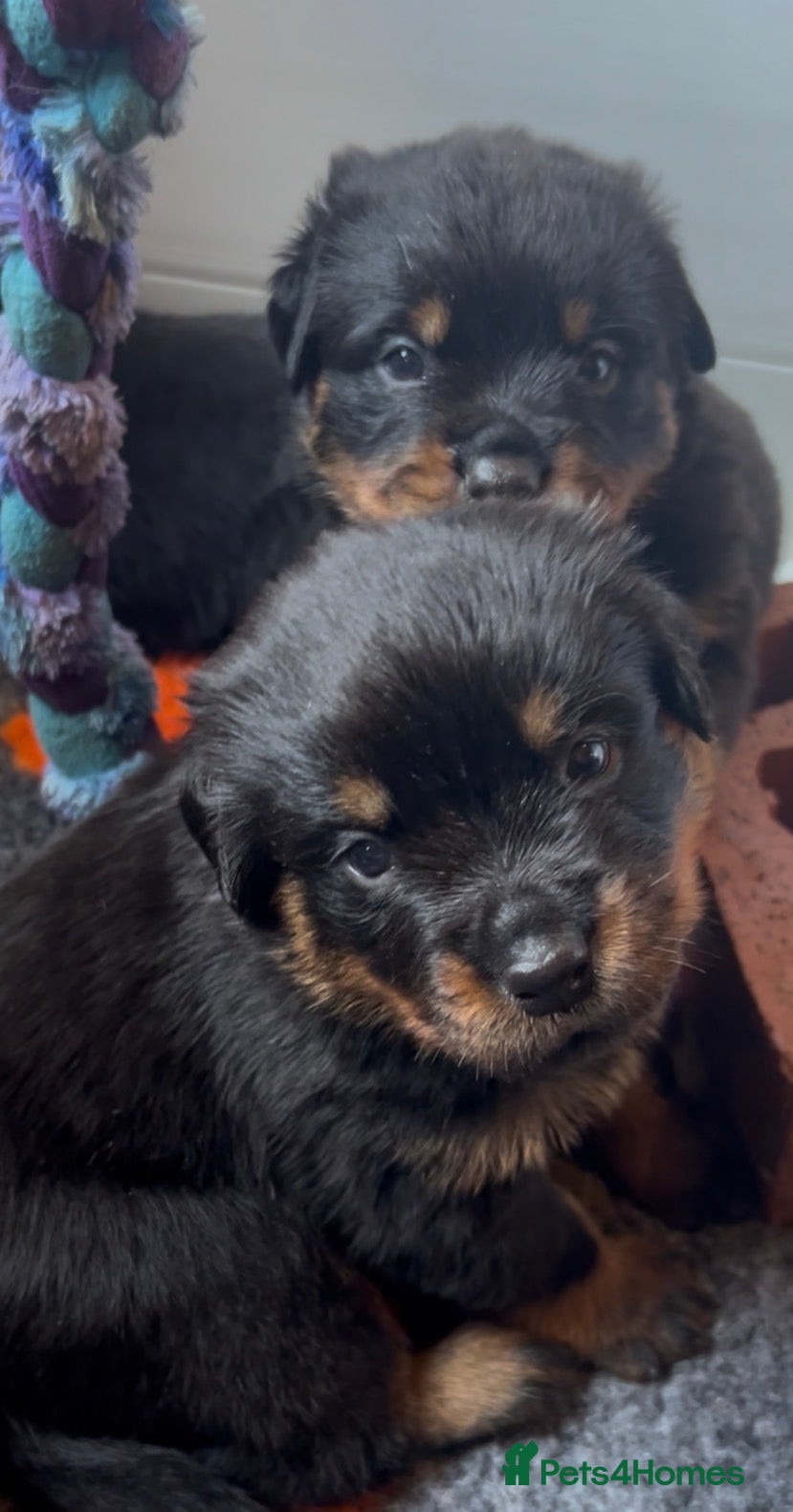 Rottweiler dogs Rottweilers top health tested parents - Advert 2