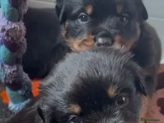 Rottweiler dogs Rottweilers top health tested parents - Advert 2