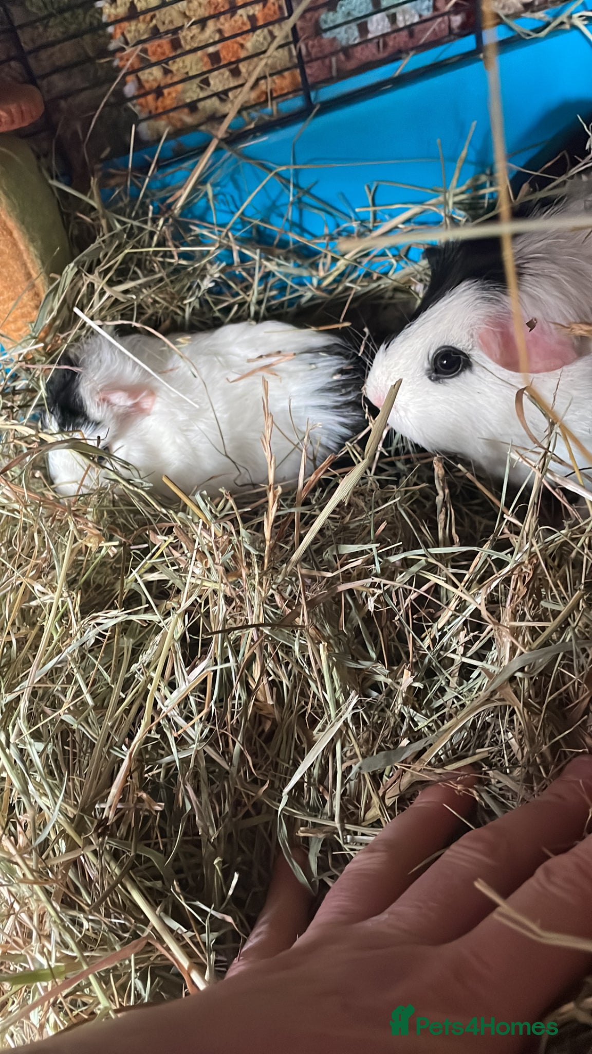 Guinea Pig rodents for sale female pair  - Advert 1
