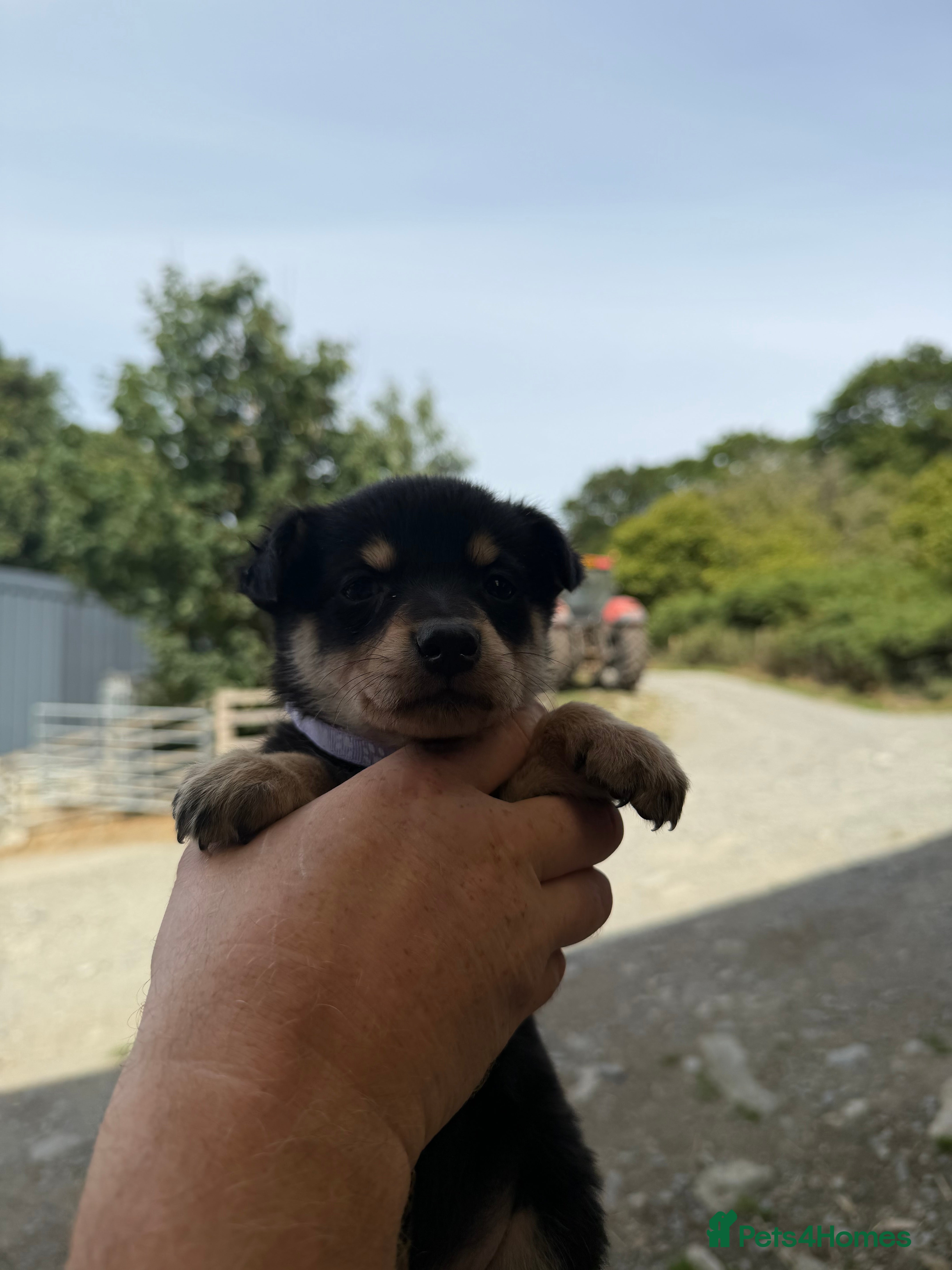 Australian Kelpie dogs Pure Bred Kelpie pups - Advert 2