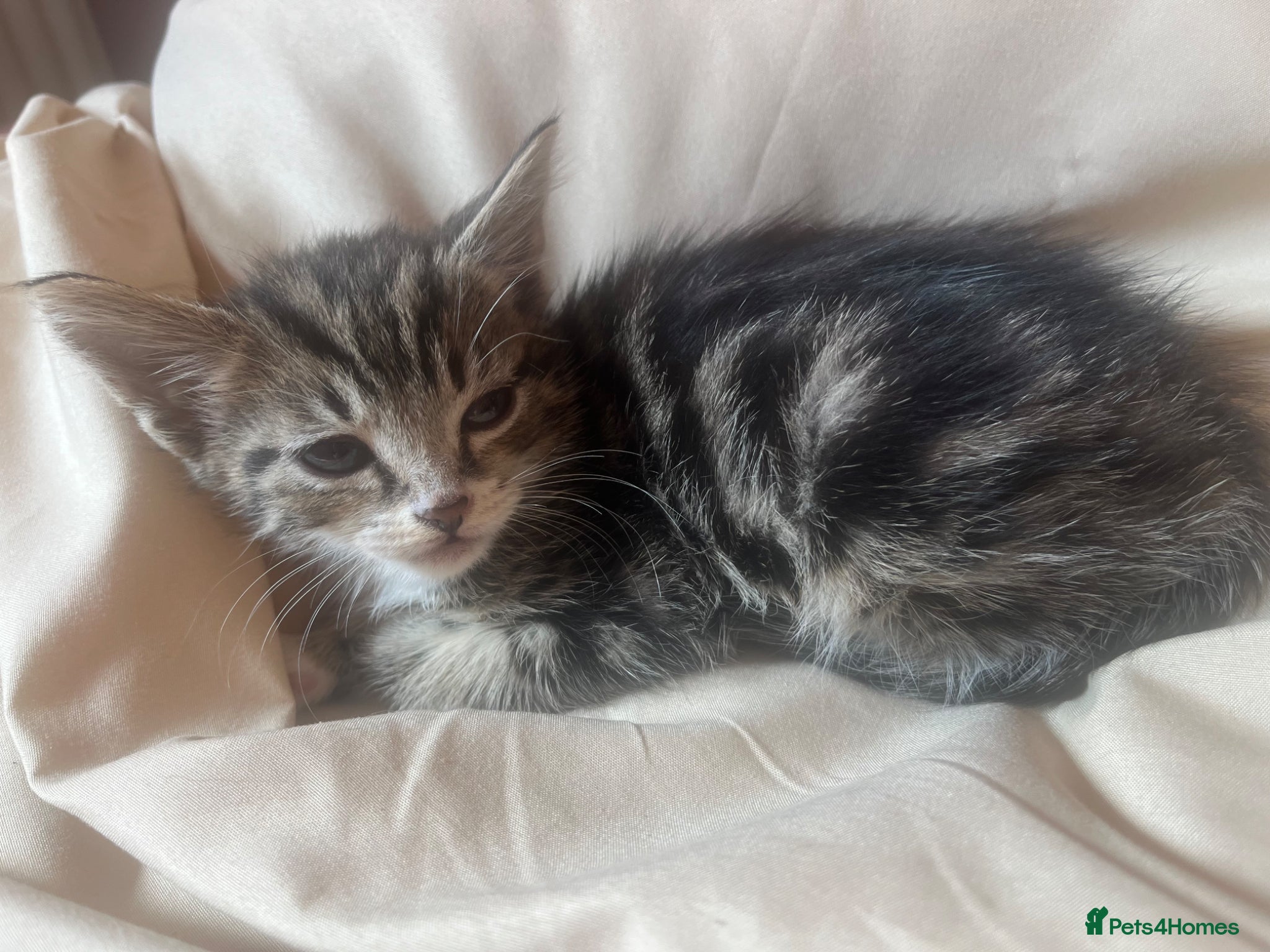 Mixed Breed cats Kittens for sale - Advert 7