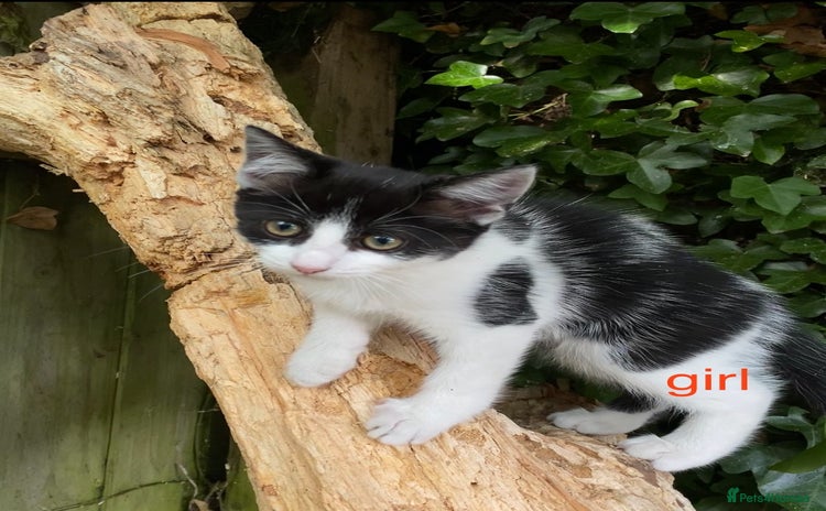 Mixed Breed cats - Advert 3