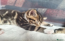 British Shorthair cats for sale: Happy Ragdoll British Short Haired Cross - Image 6