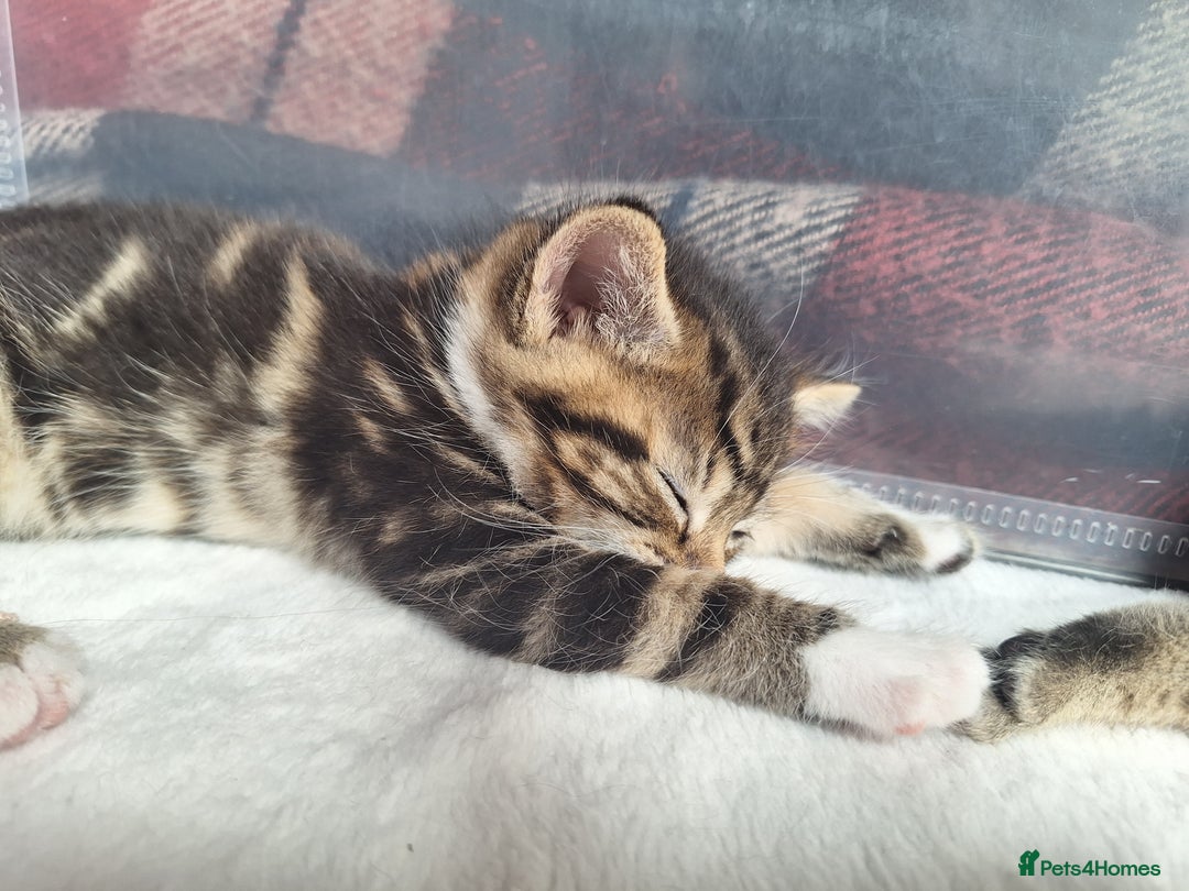 British Shorthair cats for sale: Happy Ragdoll British Short Haired Cross - Image 6