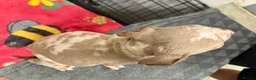 American Bully dogs for sale: American pocket bully puppies for sale 🐾 - Advert 14