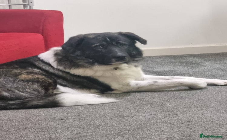 Caucasian Shepherd Dog dogs - Advert 3