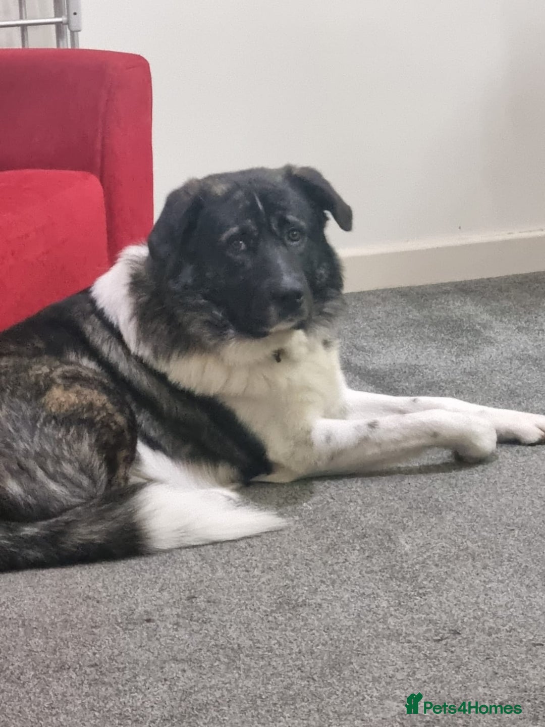 Caucasian Shepherd Dog dogs for adoption: Max 2.5 year old Macedonian rescue  - Image 1