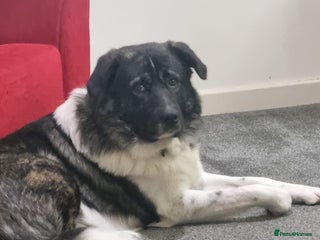 Caucasian Shepherd Dog dogs - Advert 8