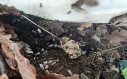 Mixed Breed invertebrates for sale: White Swift Woodlice (Porcellio laevis Isopods) - Image 2