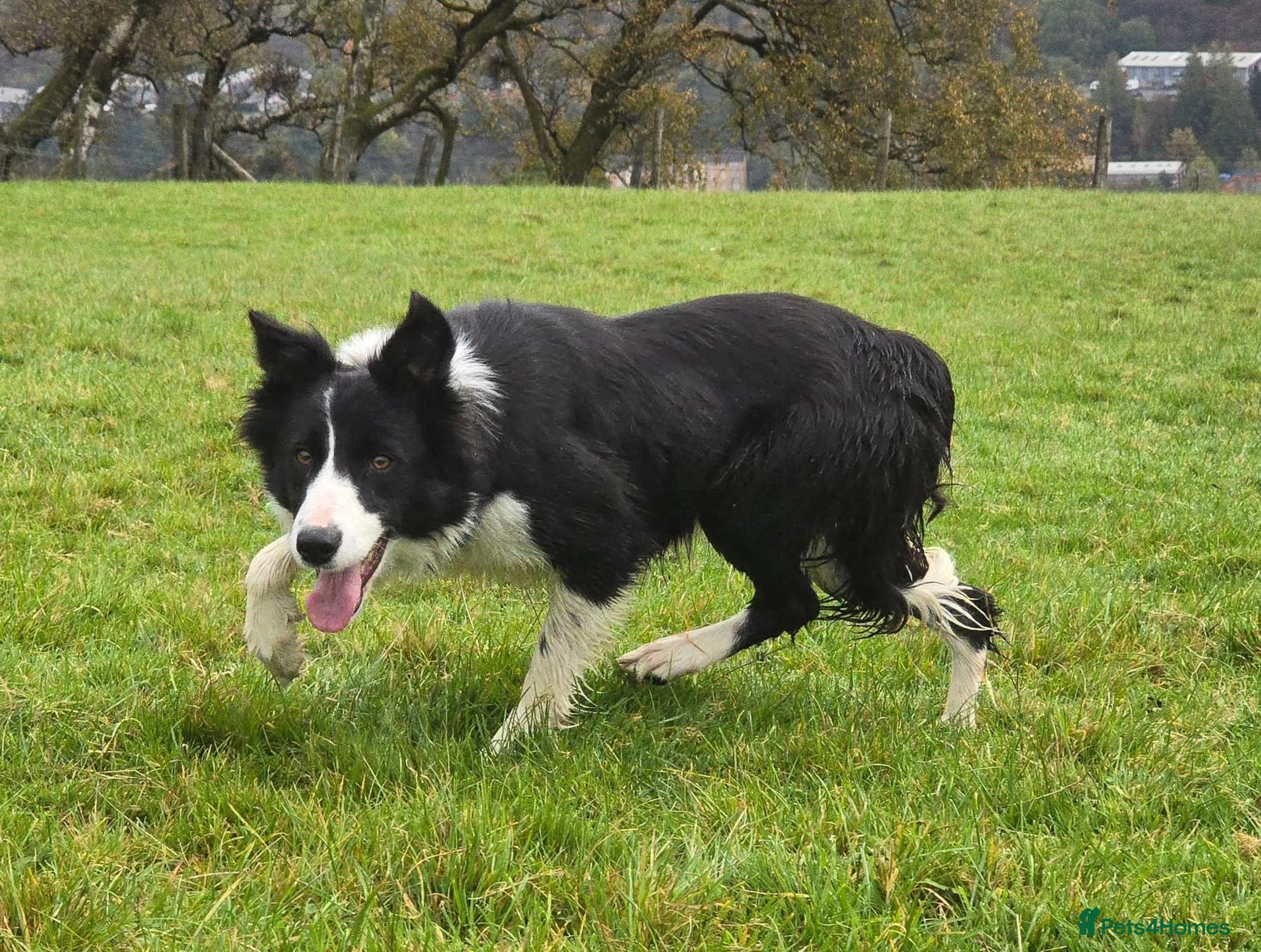 Border Collie dogs Rough coated black and white border collies pups - Advert 4