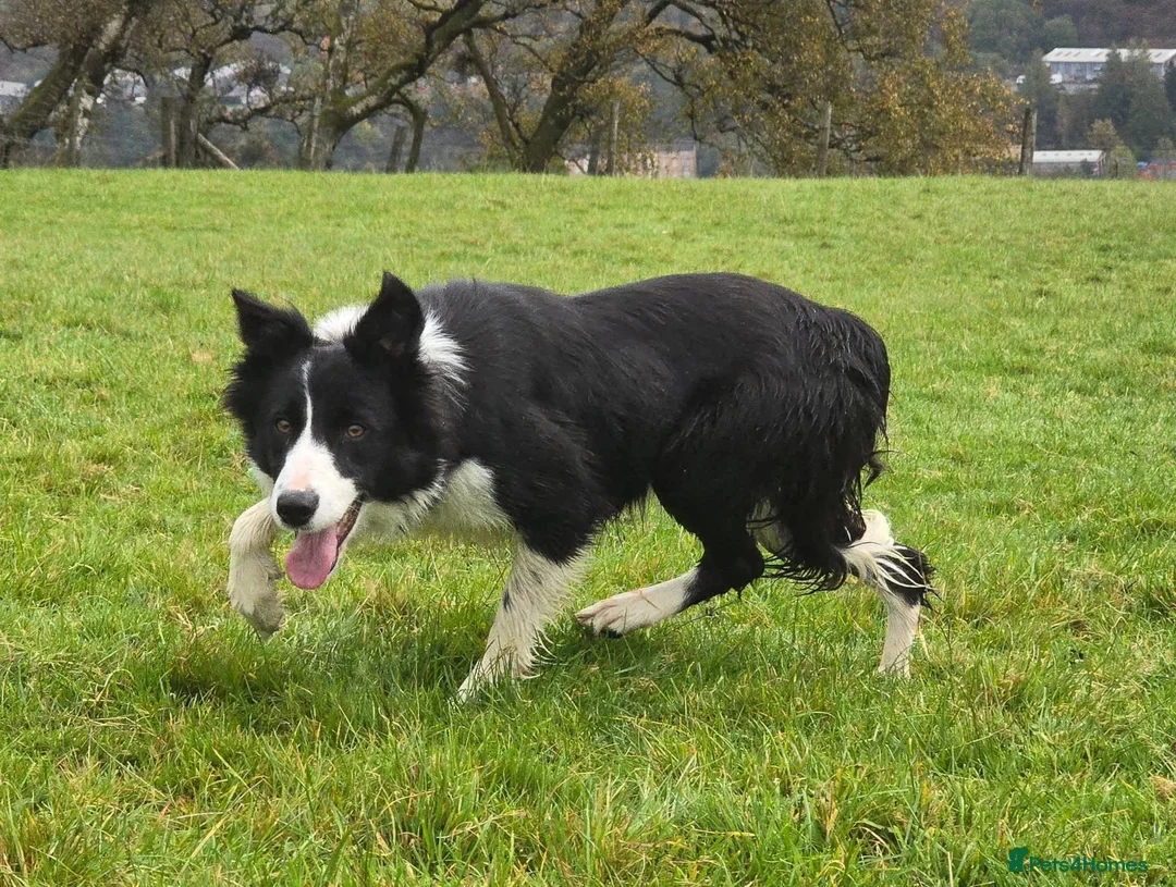 Border Collie dogs for sale: Rough coated black and white border collies pups - Advert 1