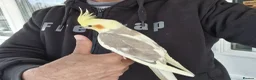 Cockatiels birds for sale: Super Hand Tamed cockatiel for sale  - Advert 4