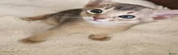 Abyssinian cats for sale: Beautiful Abyssinian Kittens  - Advert 23
