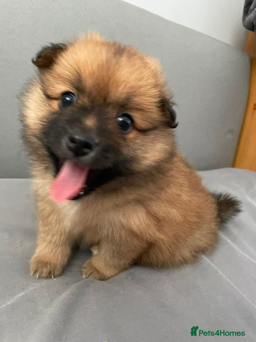 Pomeranian dogs for sale: Pomeranian puppies for sale  - Advert 2