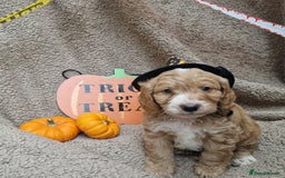 Cockapoo dogs for sale: X2 Male cookapoo - Image 2