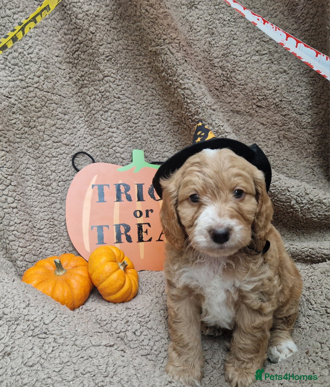 Cockapoo dogs for sale: X2 Male cookapoo - Image 2