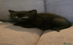British Shorthair cats for sale: Gorgeous Black Female BSH Cross kitten - Image 6