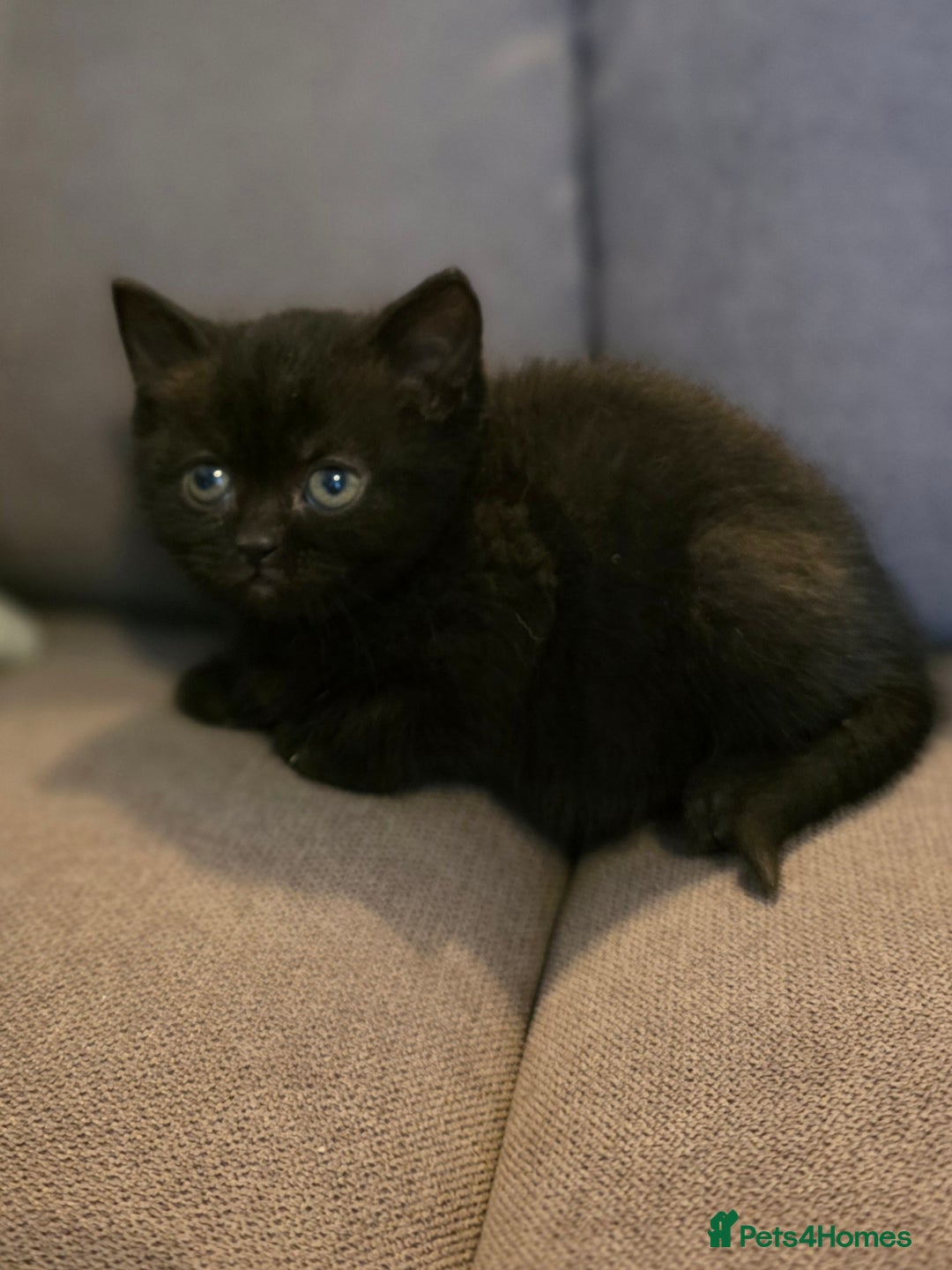 British Shorthair cats for sale: Gorgeous Black Female BSH Cross kitten - Image 6