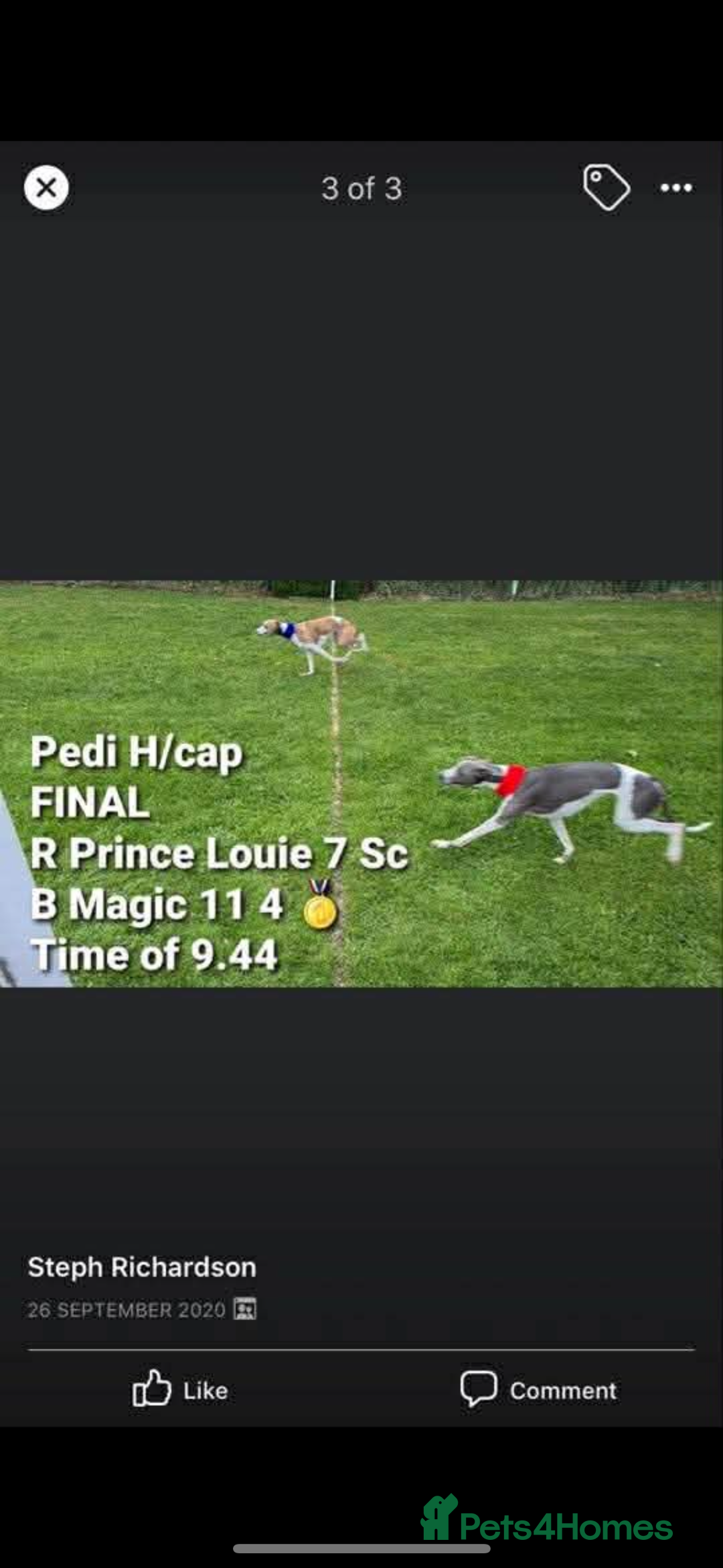 Whippet dogs for sale: whippets  - Advert 11