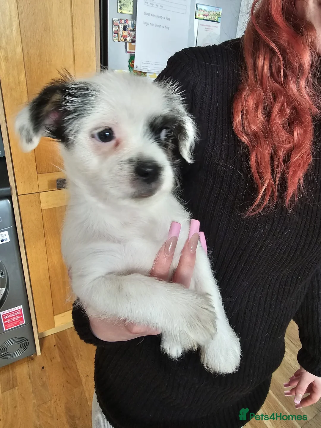Mixed Breed dogs for sale: Shin tzu cross puppies - Advert 10