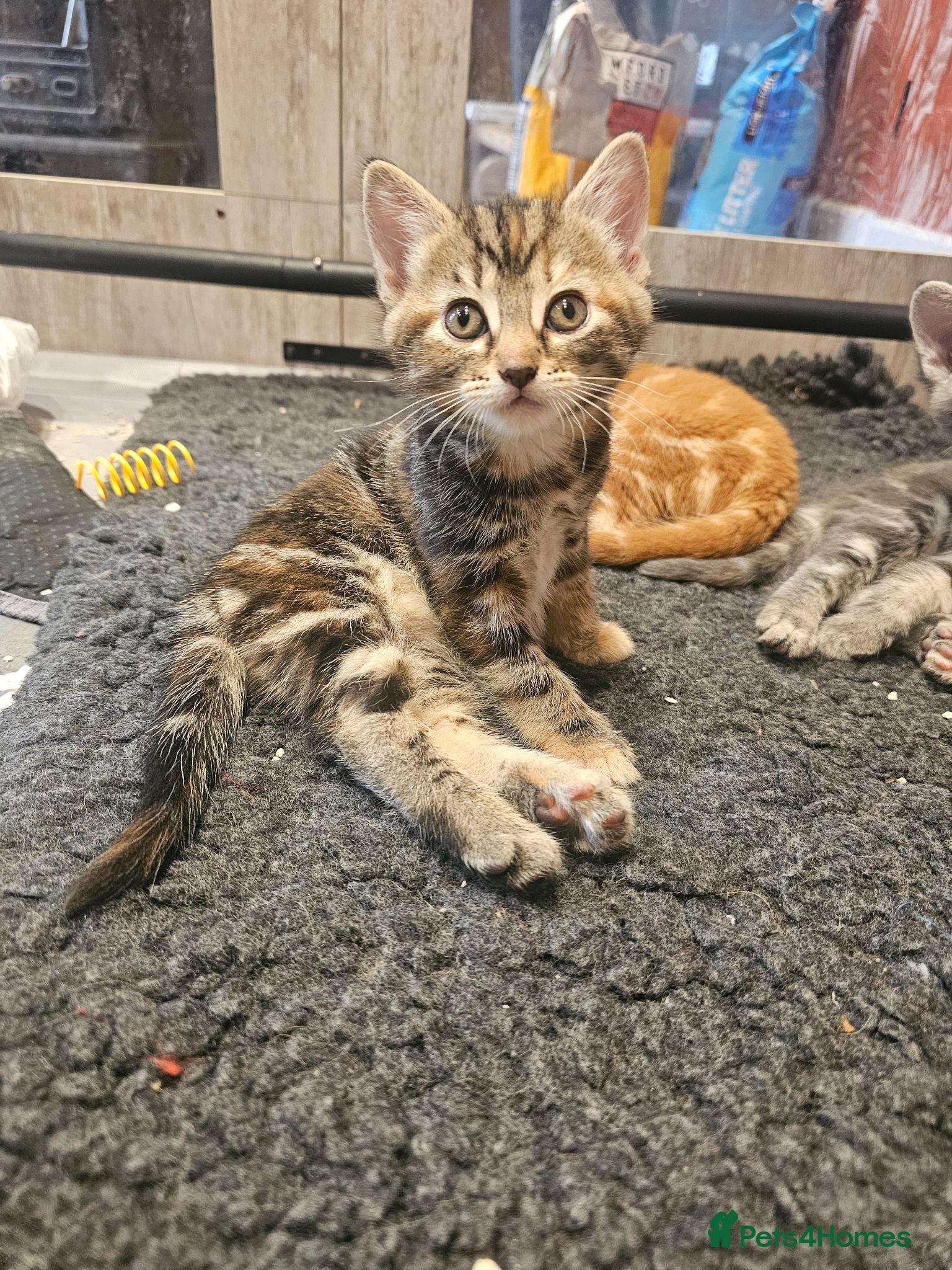 Mixed Breed cats Stunning Long Haired Kittens, rare colours🐾 💗 - Advert 1
