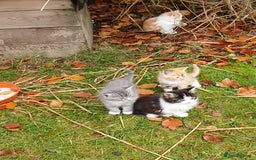 Mixed Breed cats for sale: Various Coloured Kittens - Advert 1