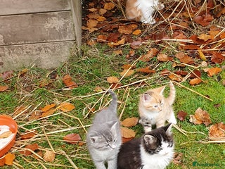 Mixed Breed cats for sale: Various Coloured Kittens - Advert 1