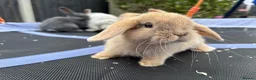 Mini Lop rabbits for sale: Pure breed Mini Lops - Advert 2