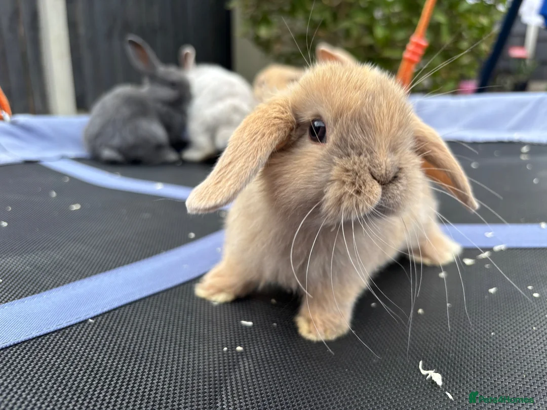 Mini Lop rabbits for sale: Pure breed Mini Lops - Advert 2