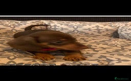 Miniature Dachshund dogs for sale: Mini dachshund  - Image 9