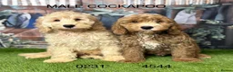 Cockapoo dogs for sale: Stunning Cockapoo Puppies  - Advert 1
