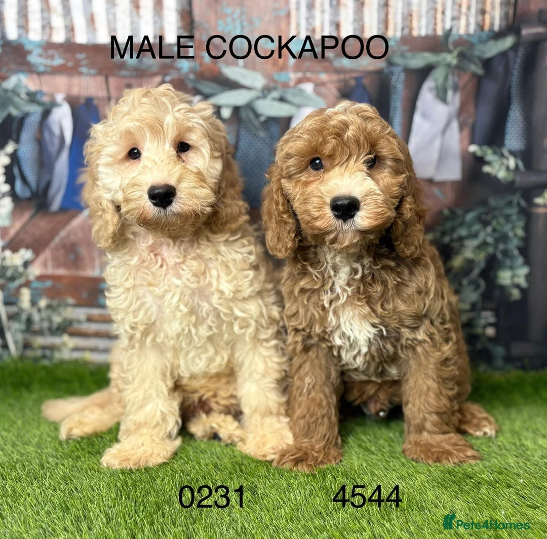 Cockapoo dogs for sale: Stunning Cockapoo Puppies  - Advert 1