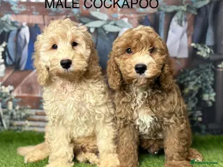 Cockapoo dogs Stunning Cockapoo Puppies - Advert 1