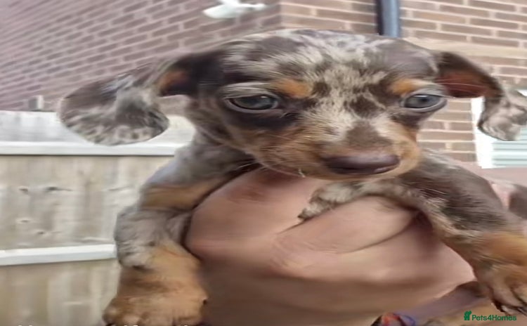 Miniature Dachshund dogs - Advert 4