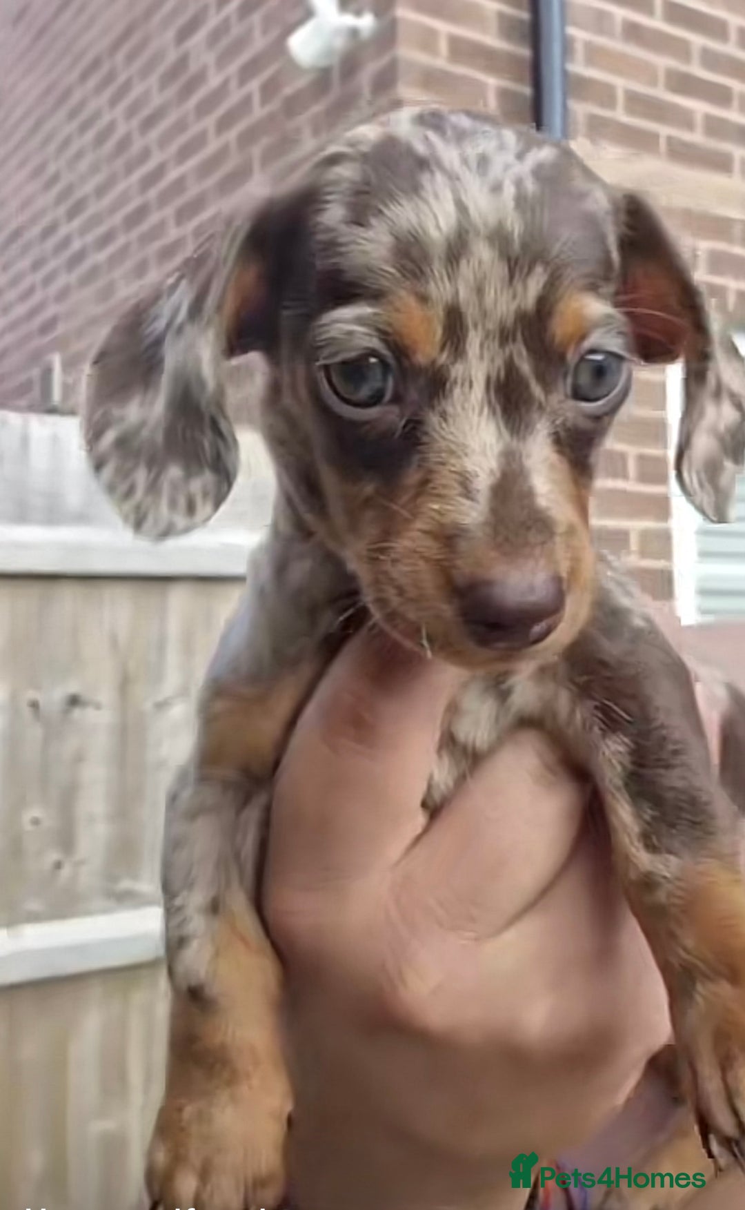 Miniature Dachshund dogs for sale: Chocolate dapples Miniature Dachshund pups. - Image 1