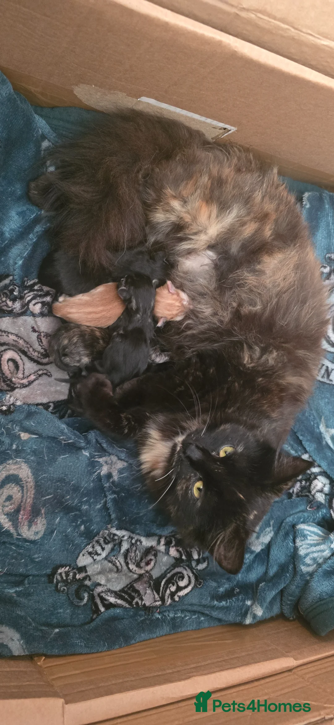 Mixed Breed cats for sale: Beautiful baby kittens - Ready end of july - Advert 2