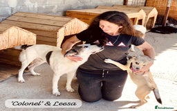Mixed Breed dogs for adoption: Colonel, 5 yrs approx. Available for adoption  - Image 18