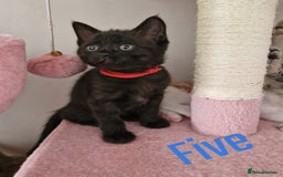 Mixed Breed cats for sale: 6 Beautiful Kittens British Shorthair Calico Cross - Image 10