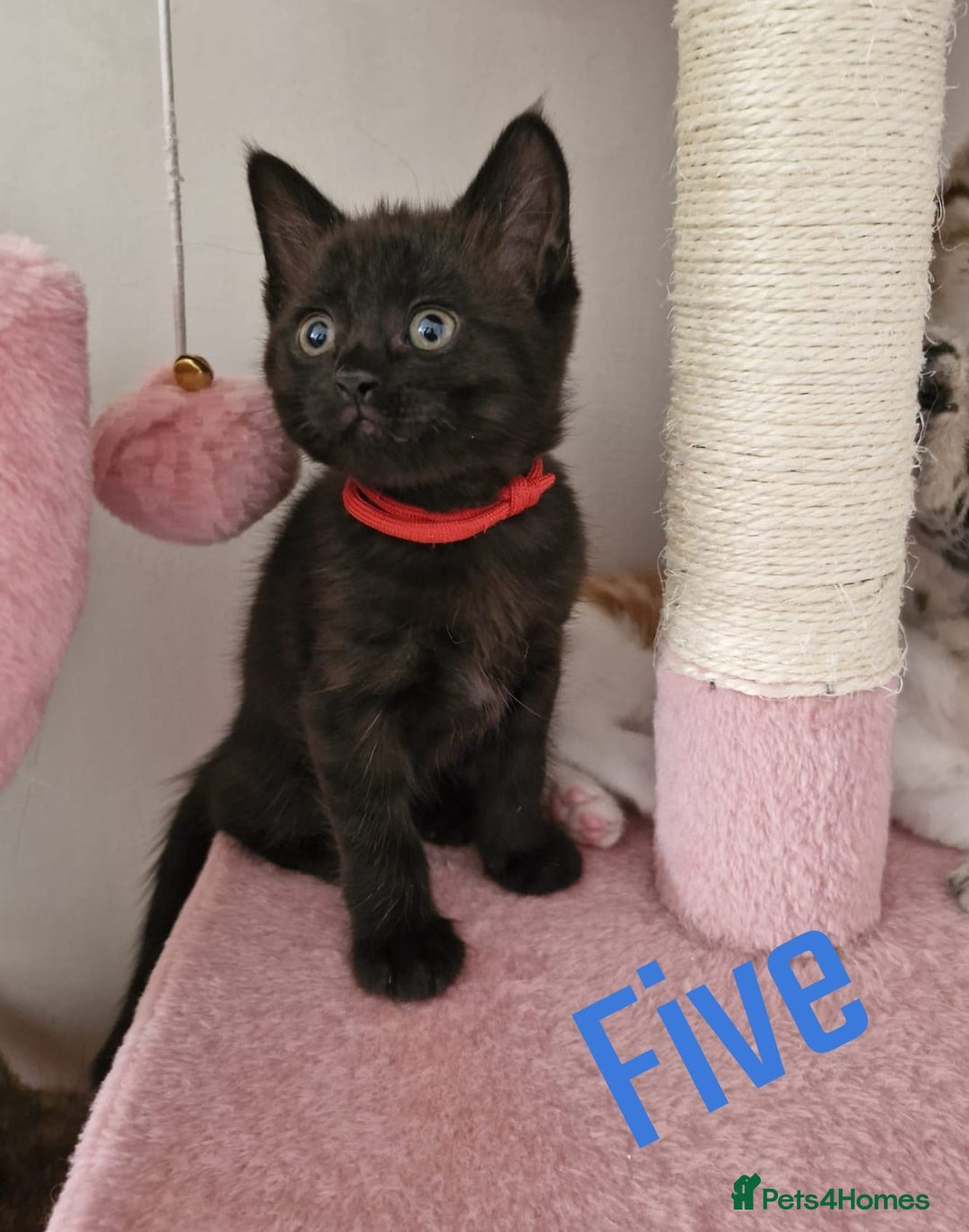 Mixed Breed cats for sale: 6 Beautiful Kittens British Shorthair Calico Cross - Image 10